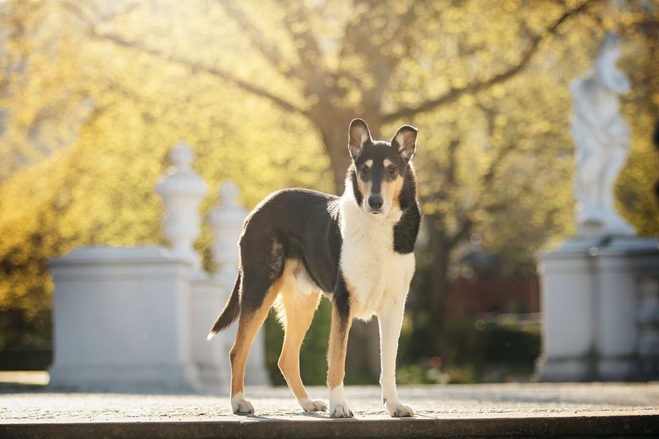 Fotoshooting mit Hund in Trier Kurzhaarcollie vor dem kurfürstlichen Palais