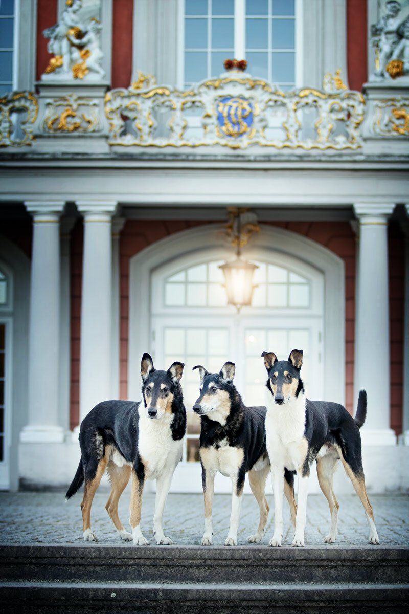 Fotoshooting mit Hund in Trier Drei Kurzhaarcollies vor dem Kurfürstlichen Palais in Trier