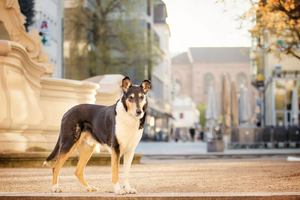 Fotoshooting mit Hund in Trier Kurzhaarcollie am Kornmarkt