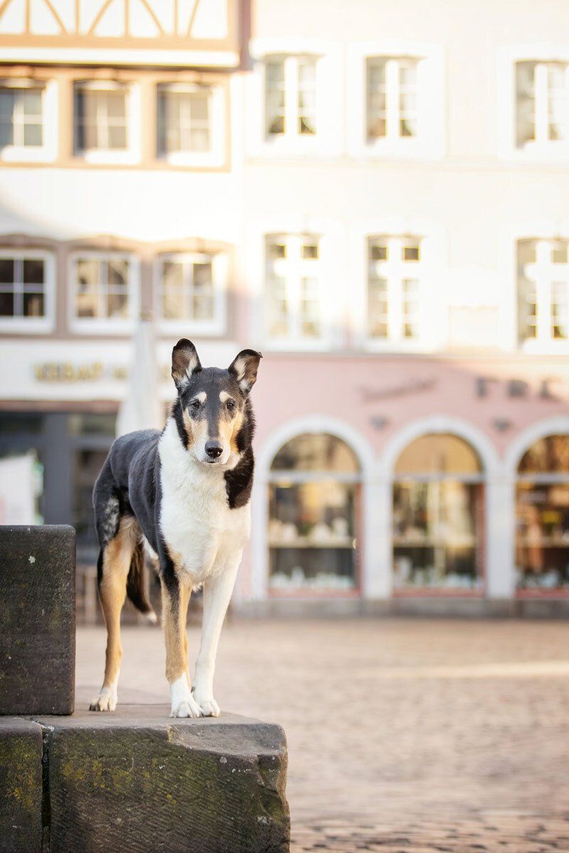 Fotoshooting mit Hund in Trier Kurzhaarcollie am Hauptmarkt