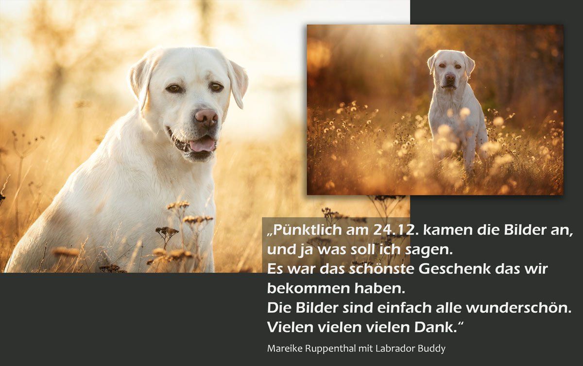 Fotoshooting mit Hund Preise blonder Labrador im Herbst