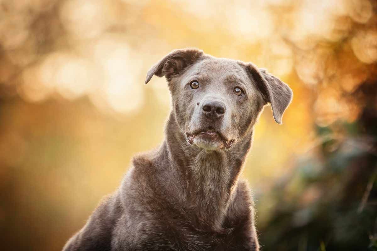 Graue Schnauzen Buchprojekt Silber-Labrador Portrait vor herbstlichem Hintergrund