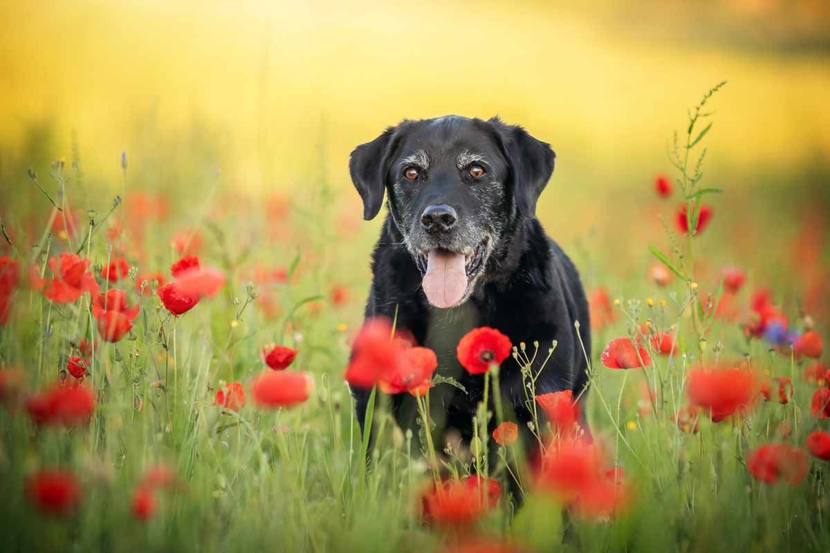 Graue Schnauzen Buchprojekt schwarzer Labrador Portrait im Mohnfeld