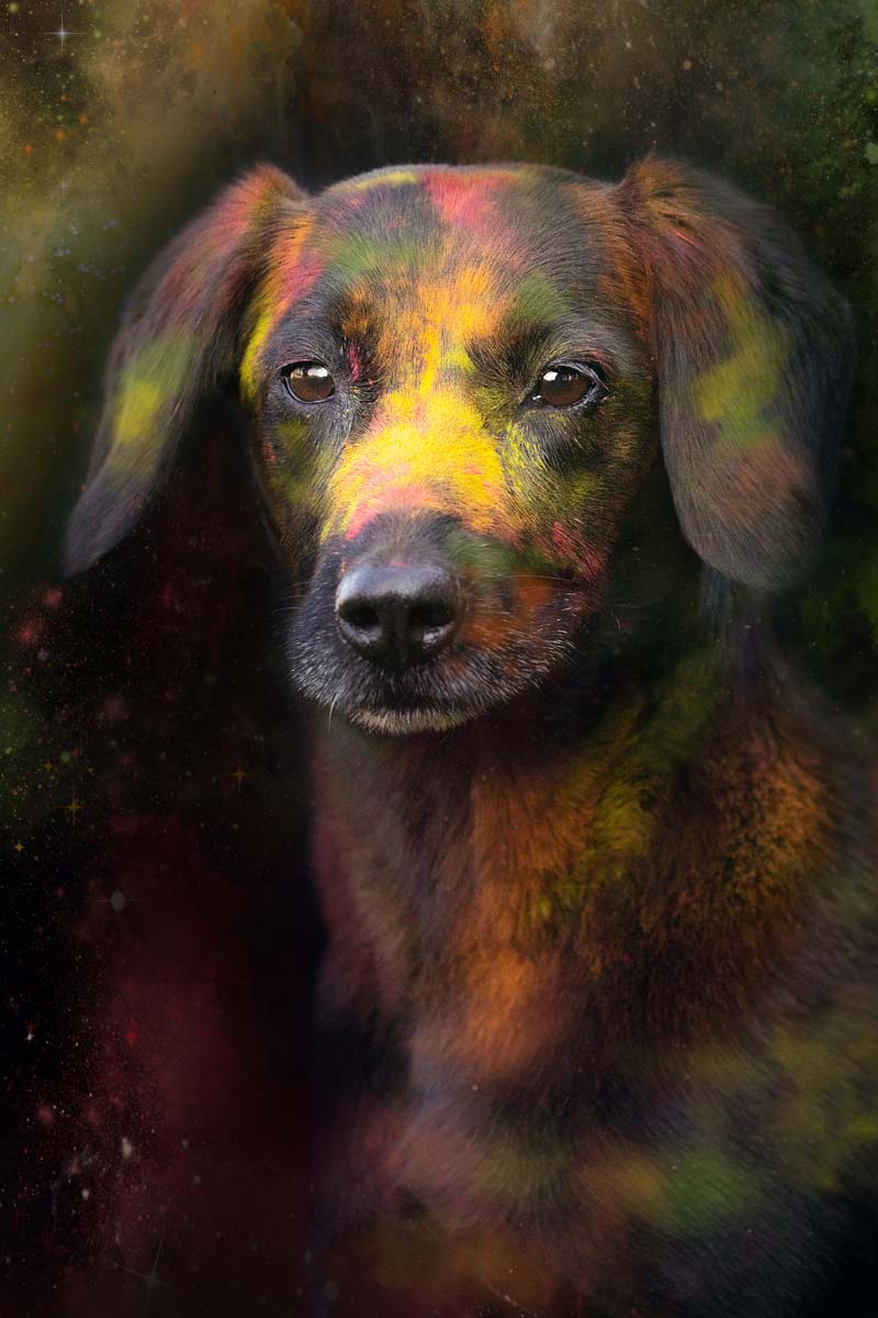 Holi Shooting Dackel-Mix