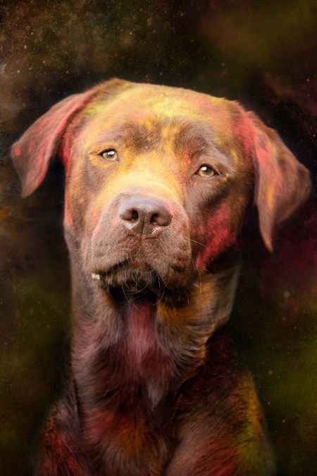 Holi Shooting labrador braun