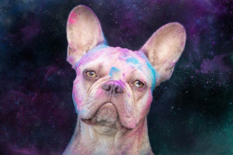 Holi Shooting französische Bulldogge