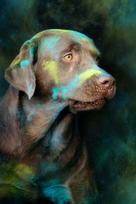 Holi Shooting labrador braun