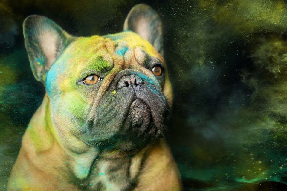 Holi Shooting Französische Bulldogge