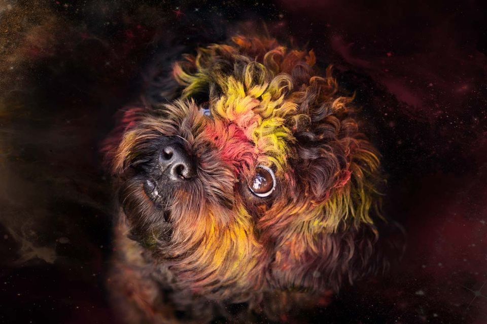 Holi Shooting Bolonka Zwetna