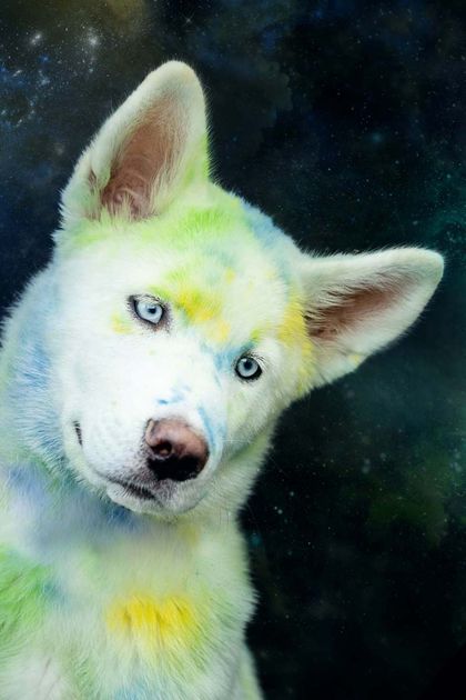 Holi Shooting Husky weiß