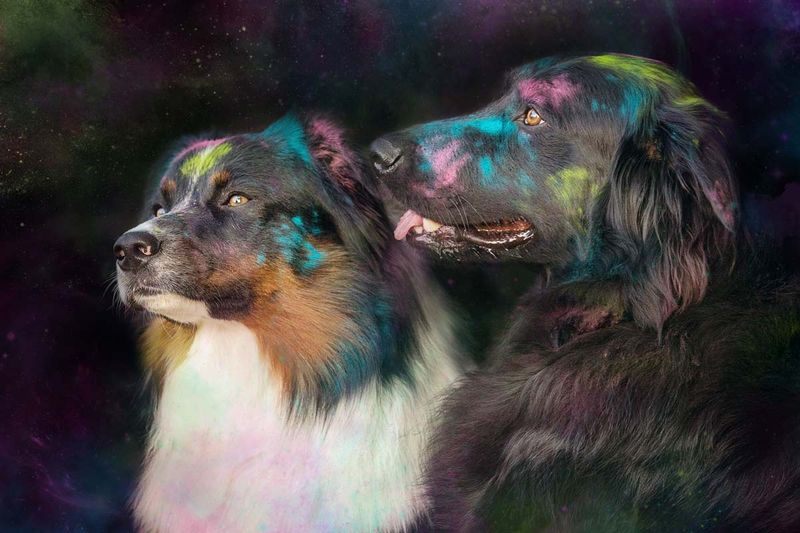 Holi Shooting Border Collie Mix
