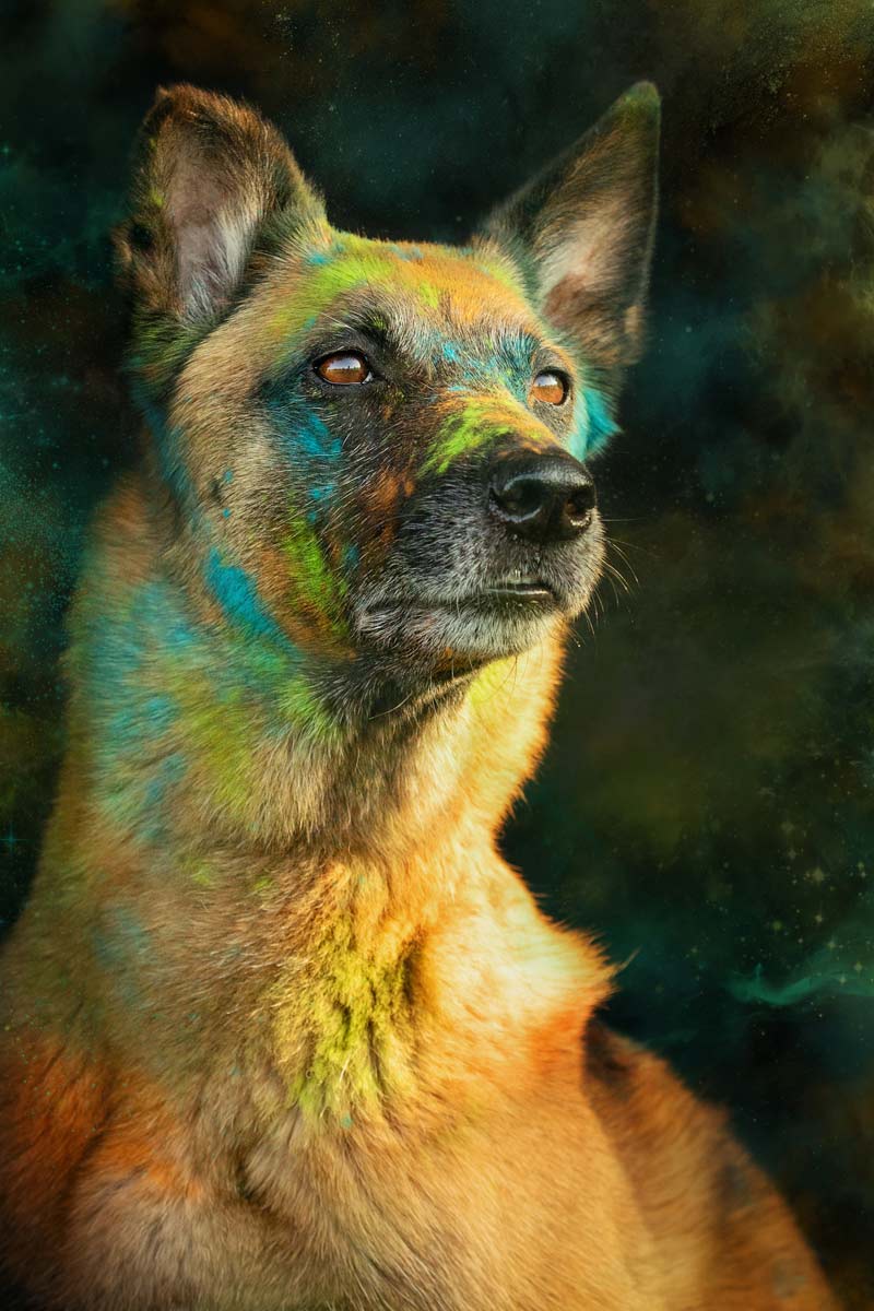 Holi Shooting Malinois