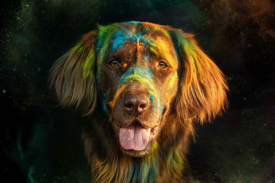 Holi Shooting Flat Coated retriever braun