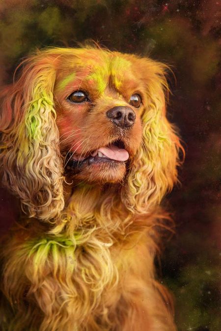 Holi Shooting Cavalier King Charles Spaniel