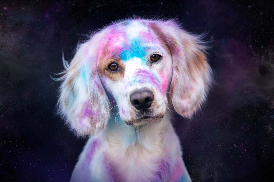 Holi Shooting Cocker Spaniel