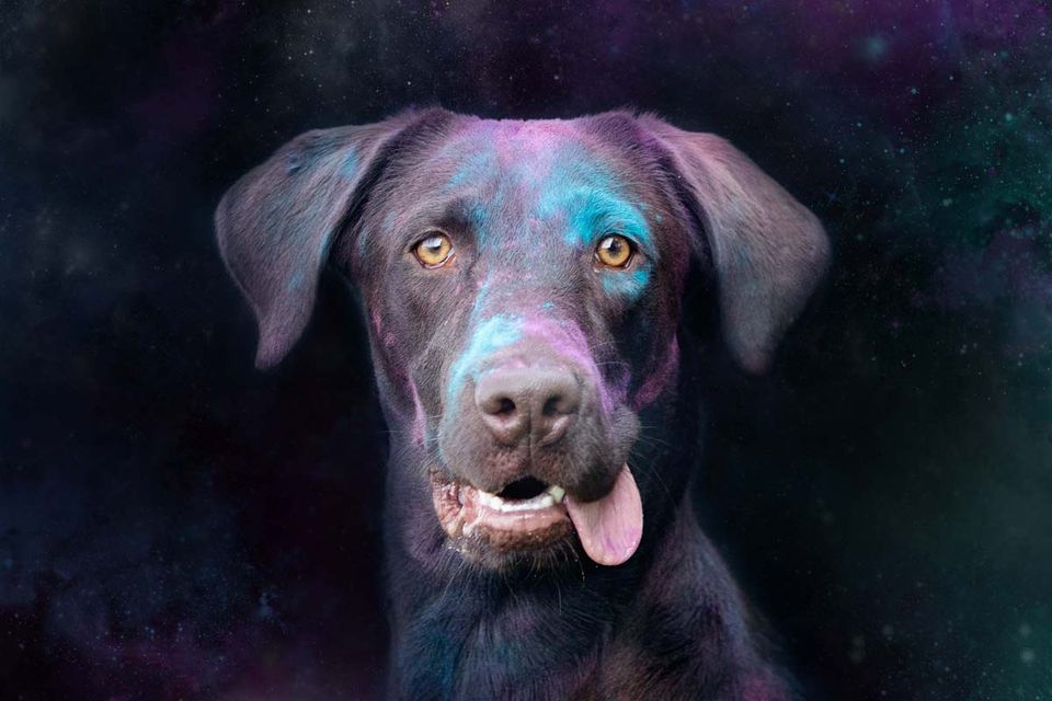 Holi Shooting Labrador braun