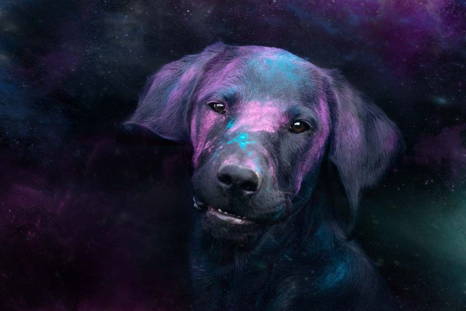 Holi Shooting Labrador Deutsch Kurzhaar Mix