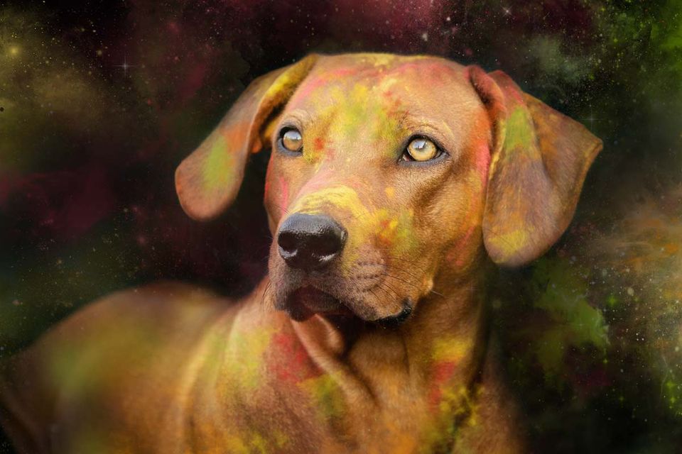 Holi Shooting Rhodesian Ridgeback