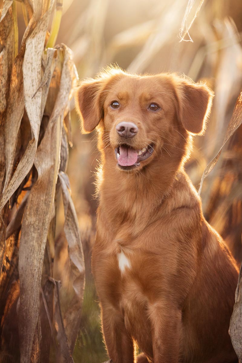 Hunde Fotoshooting Nova Scotia Duck Tolling Retriever Portrait im Gegenlicht