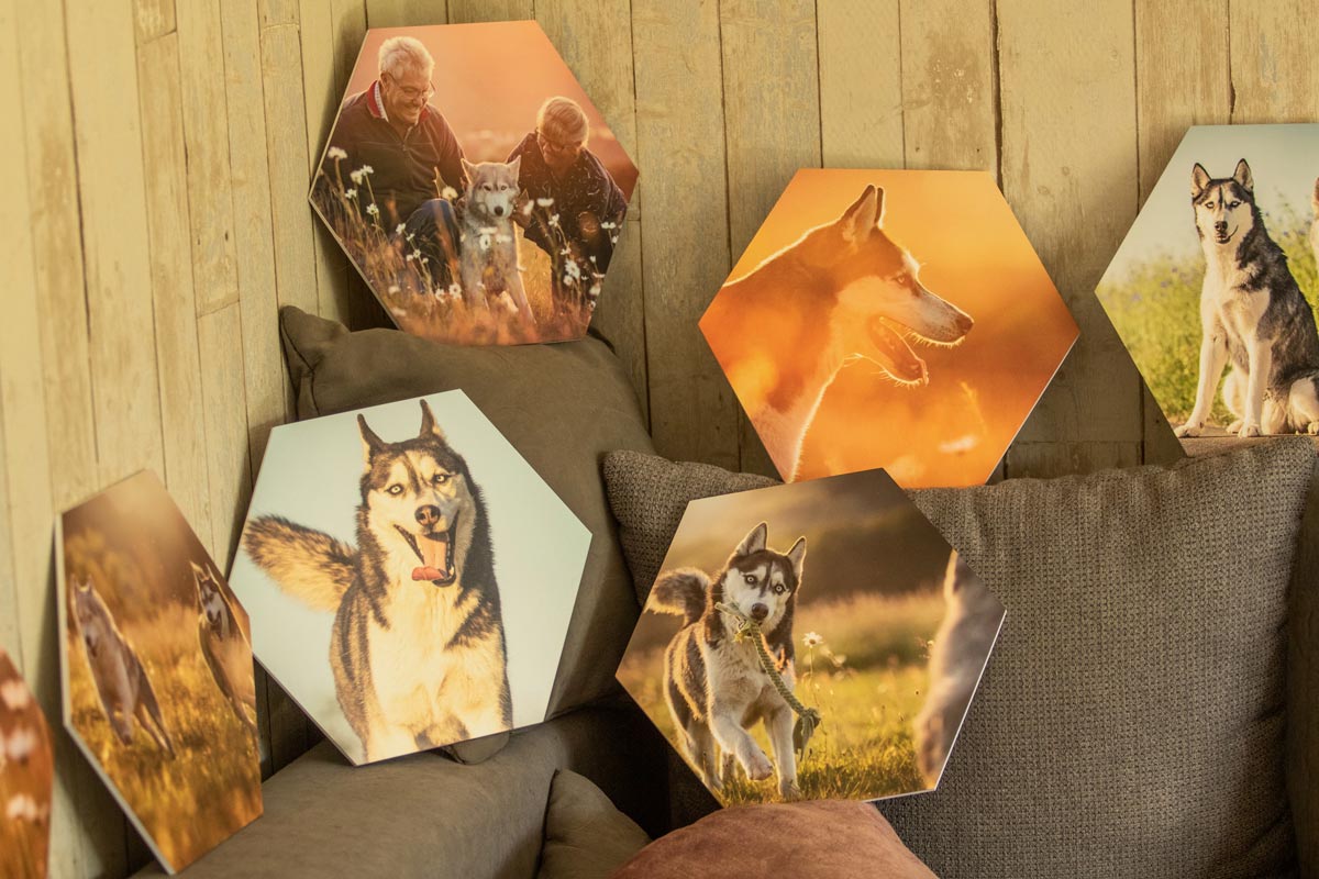 Hunde Fotoshooting Hexagon Wandbilder mit Huskies