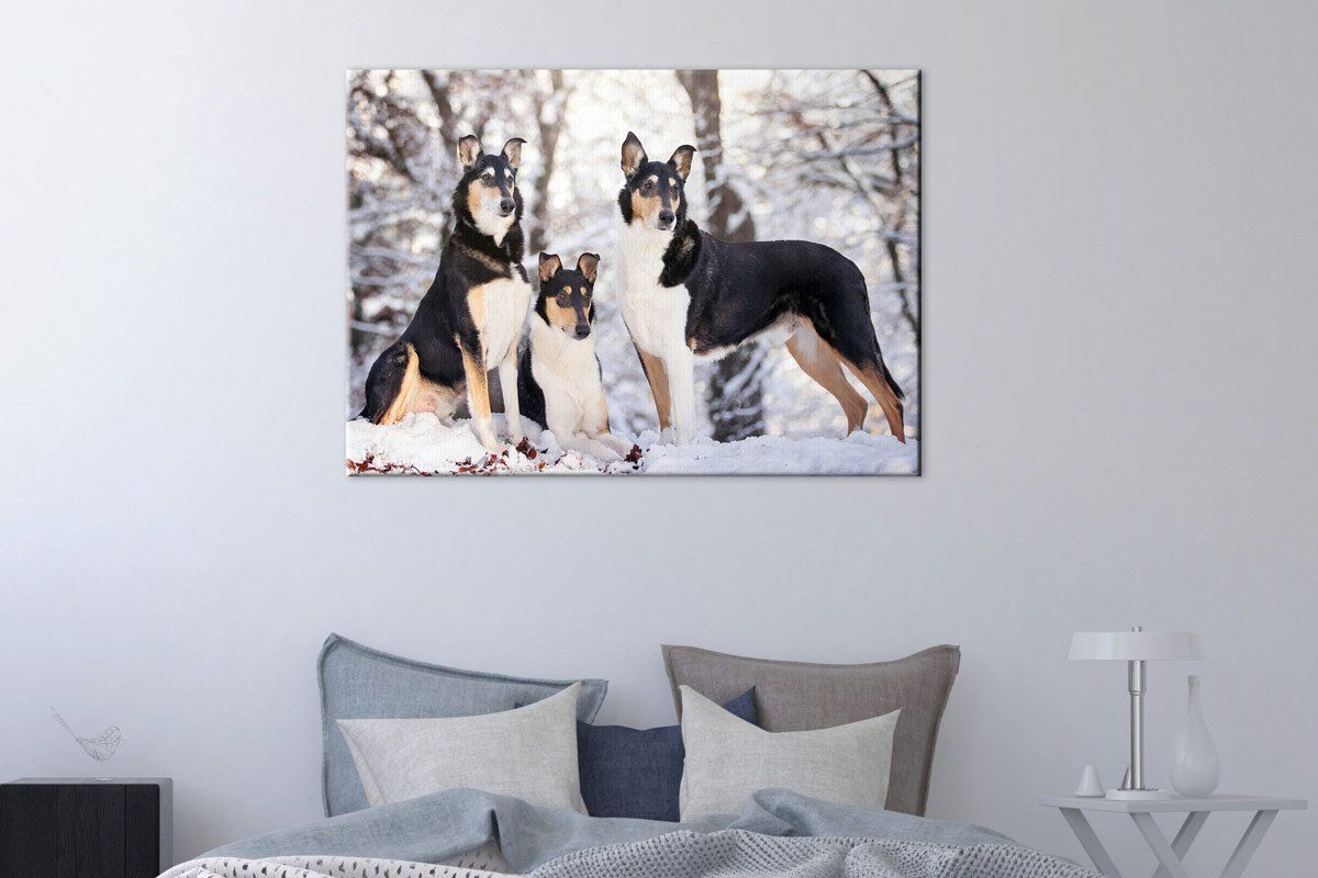 Hunde Fotoshooting Leinwand Kurzhaarcollies im Schnee