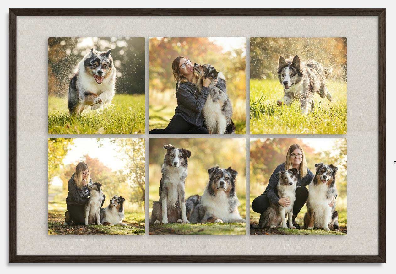 Hunde Fotoshooting Dalmatiner Portrait gerahmt