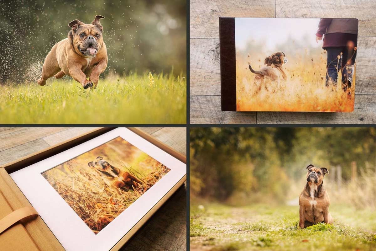 Hunde Fotoshooting gerahmtes Portrait französische Bulldogge