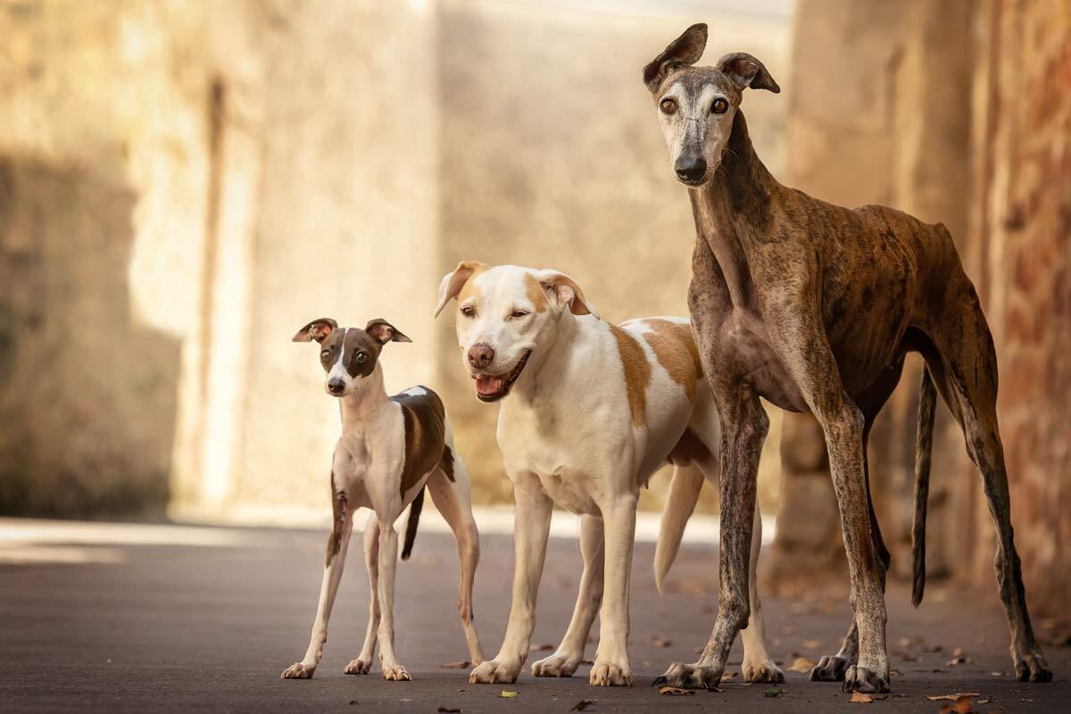 Hunde in Trier Windhunde Galgo Windspiel Sieh um dich