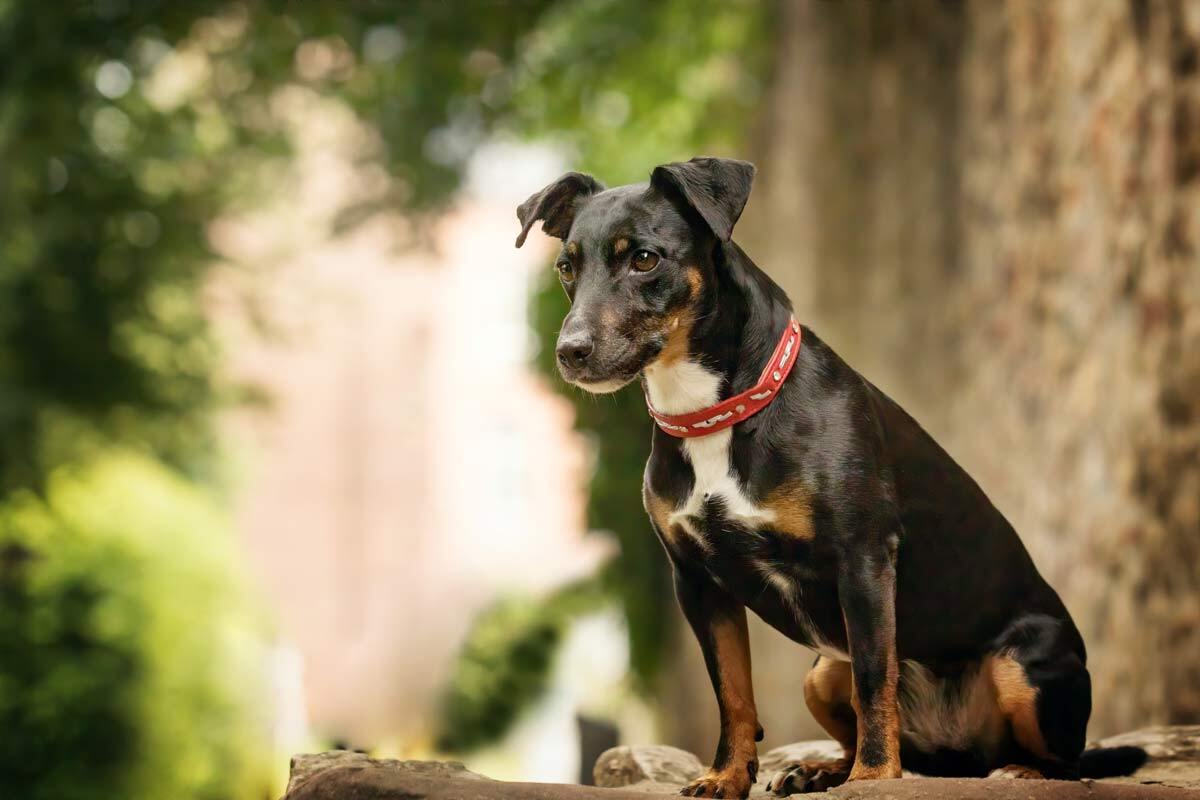 Hunde in Trier Jagdterrier Mix im Palastgarten