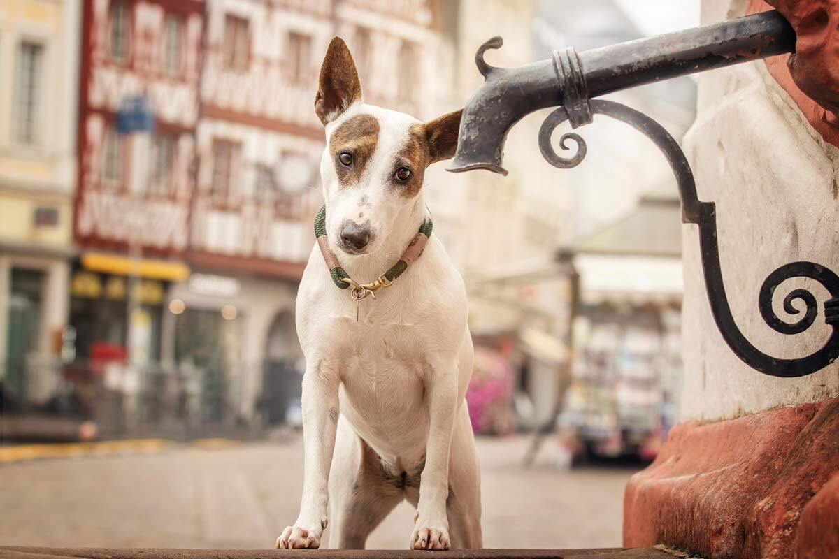 Hunde in Trier Bullterrier Mix am Hauptmarkt Petrusbrunnen