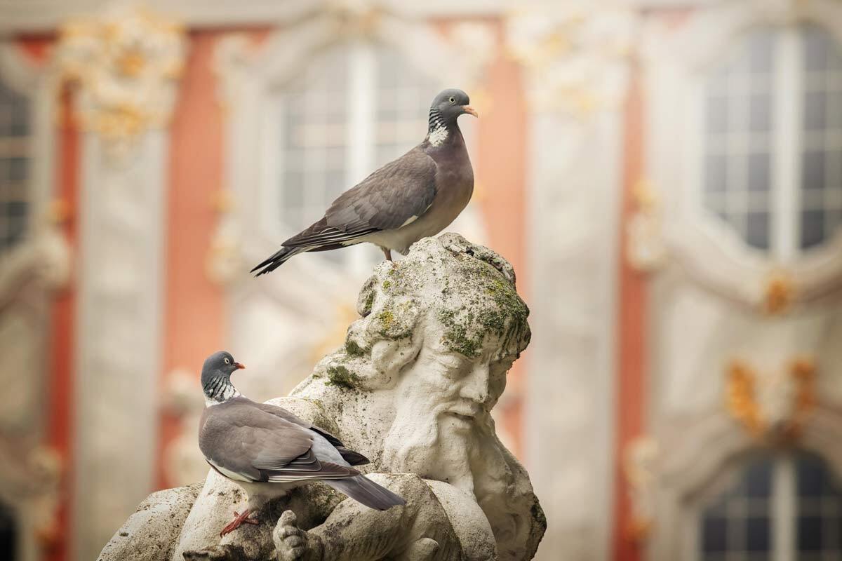 Hunde in Trier Ringeltauben im Palastgarten