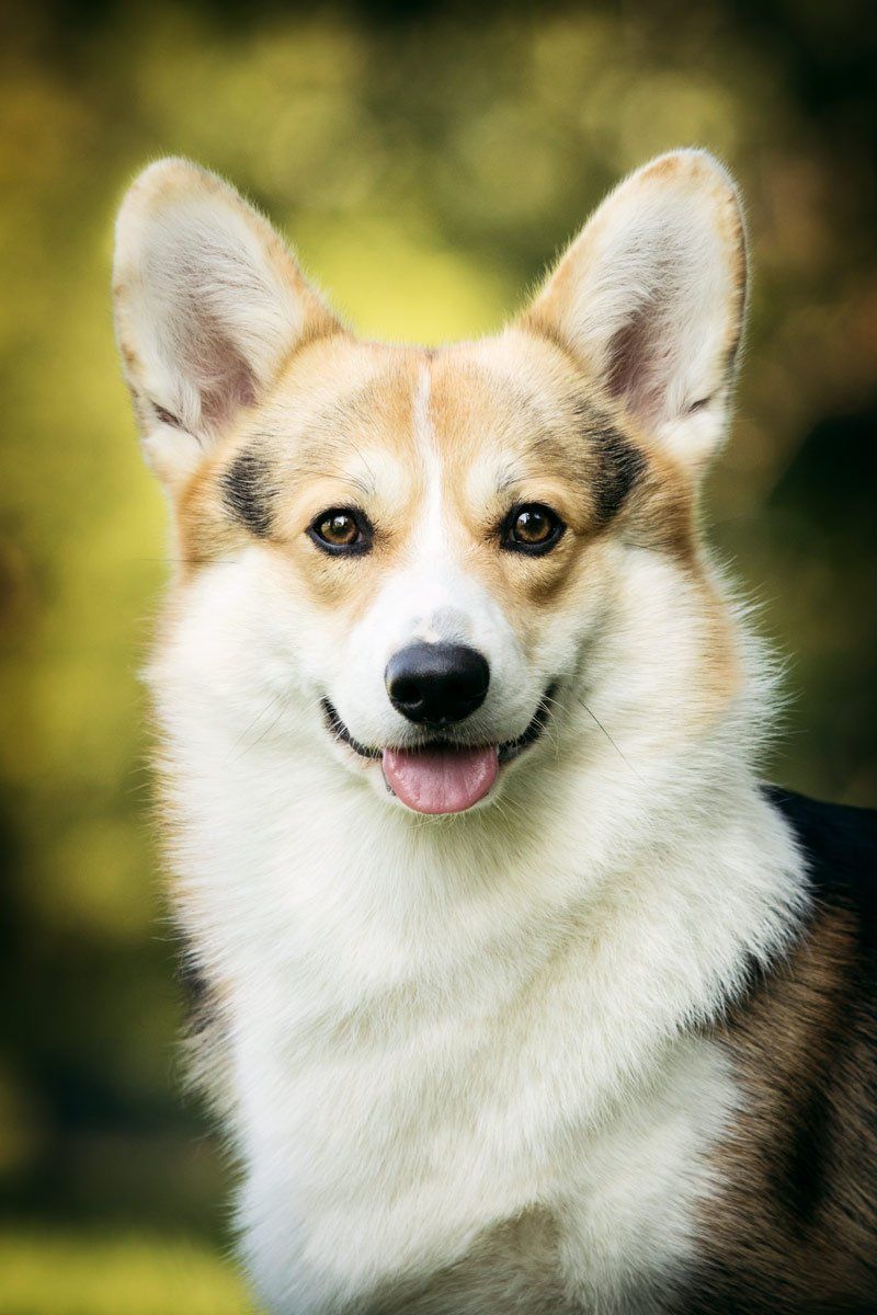 Hundefotografie Corgi Portrait