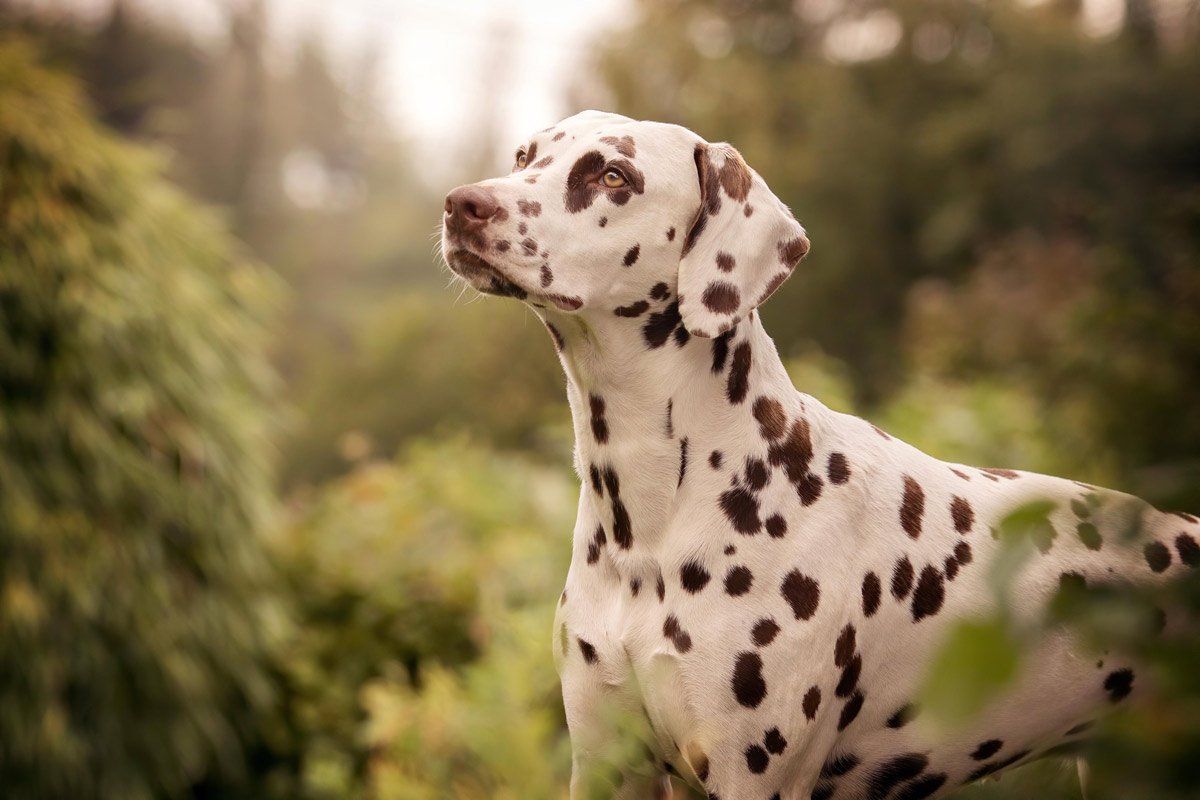 Hundefotografie Portrait brauner Dalmatiner