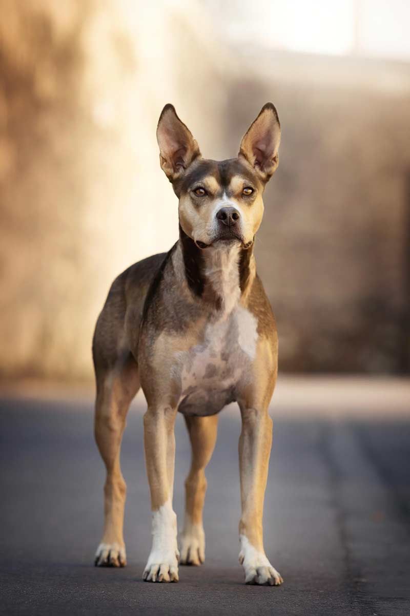 Hundefotografie Stadt Spanischer Tierschutzhund in einer Gasse in Trier