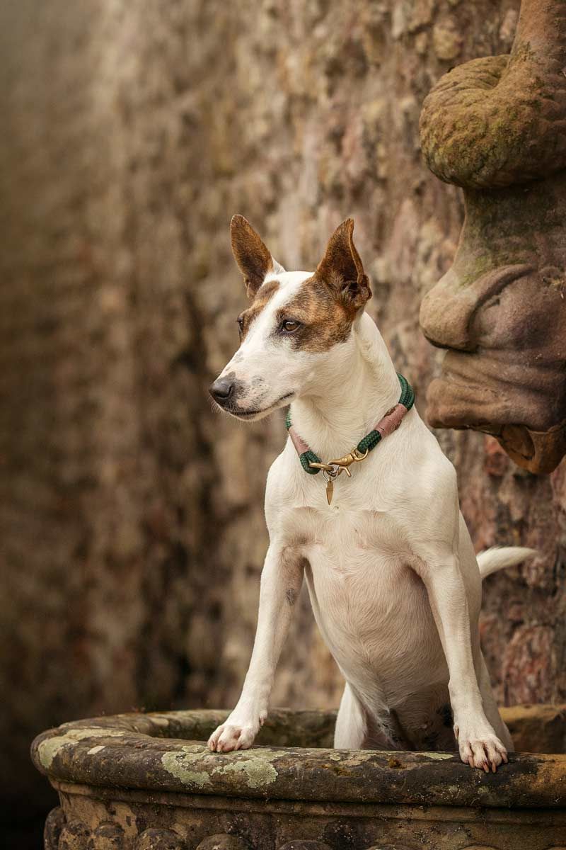 Hundefotografie Stadt Bullterrier vor alter Mauer