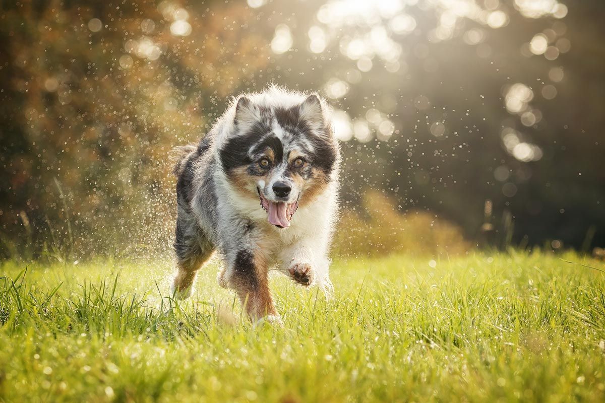 Hundefotografie silver Labrador rennt durch Wasser