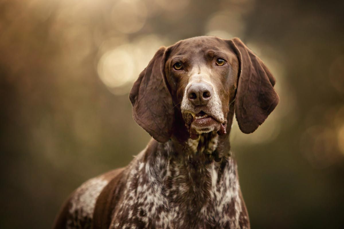 Hundefotografie Portrait brauner Dalmatiner
