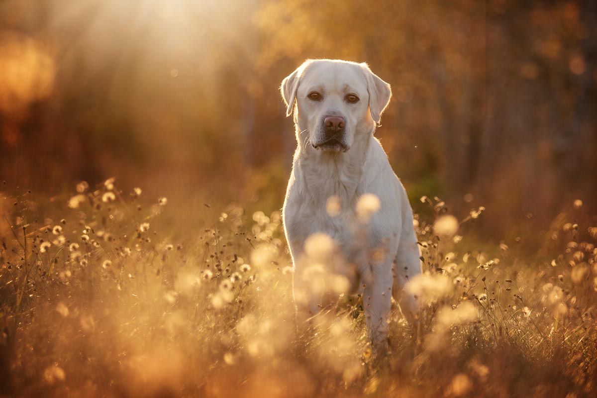 Hundefotografie schwarzer Labrador Portrait im Gegenlicht