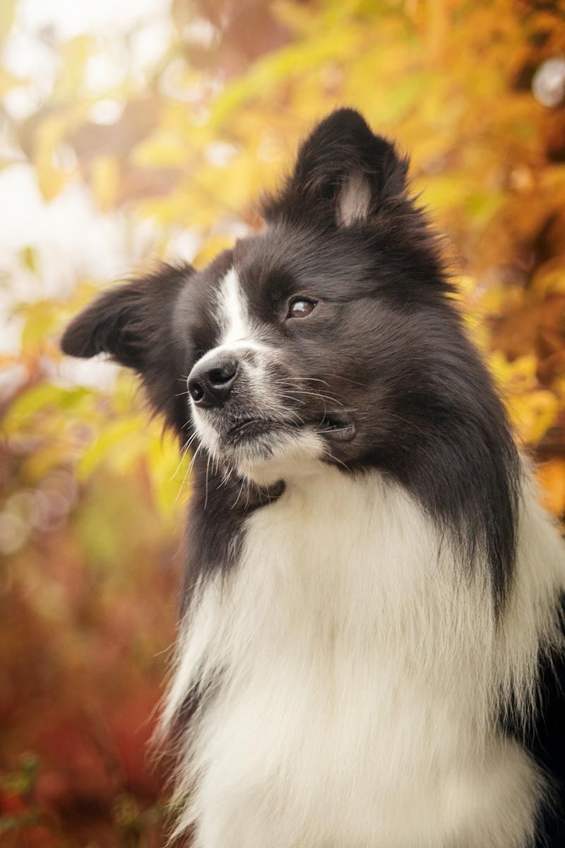 Hundefotografie tricolor und sable merle Kurzhaarcollies im Portrait