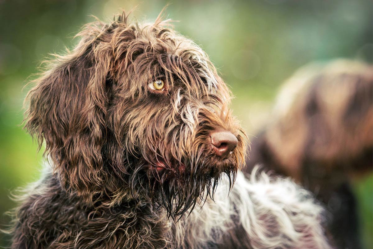 Hundefotografie Korthals Griffon Portrait