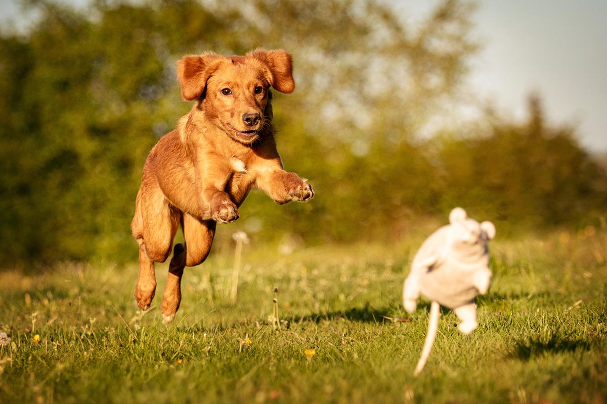 Hundefotografie Nova Scotia Duck Tolling Retriever spielt mit Plüschratte