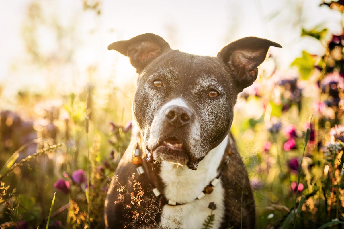 Hundefotografie American Staffordshire Terrier Portrait in Blumenwiese