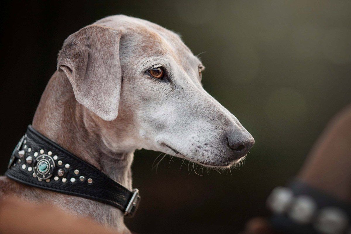 Hundefotografie Portrait Windhund