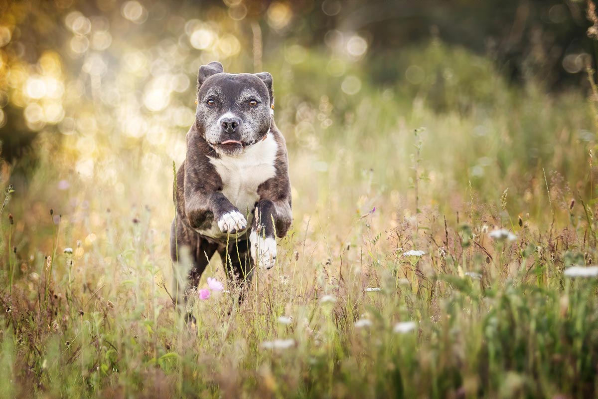 Hundefotografie American Staffordshire Terrier rennt über Wiese