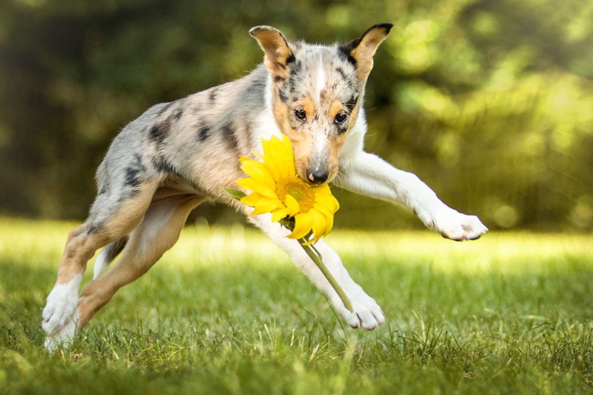 Hundefotografie blue merle Kurzhaarcollie-Welpe spielt mit Sonnenblume