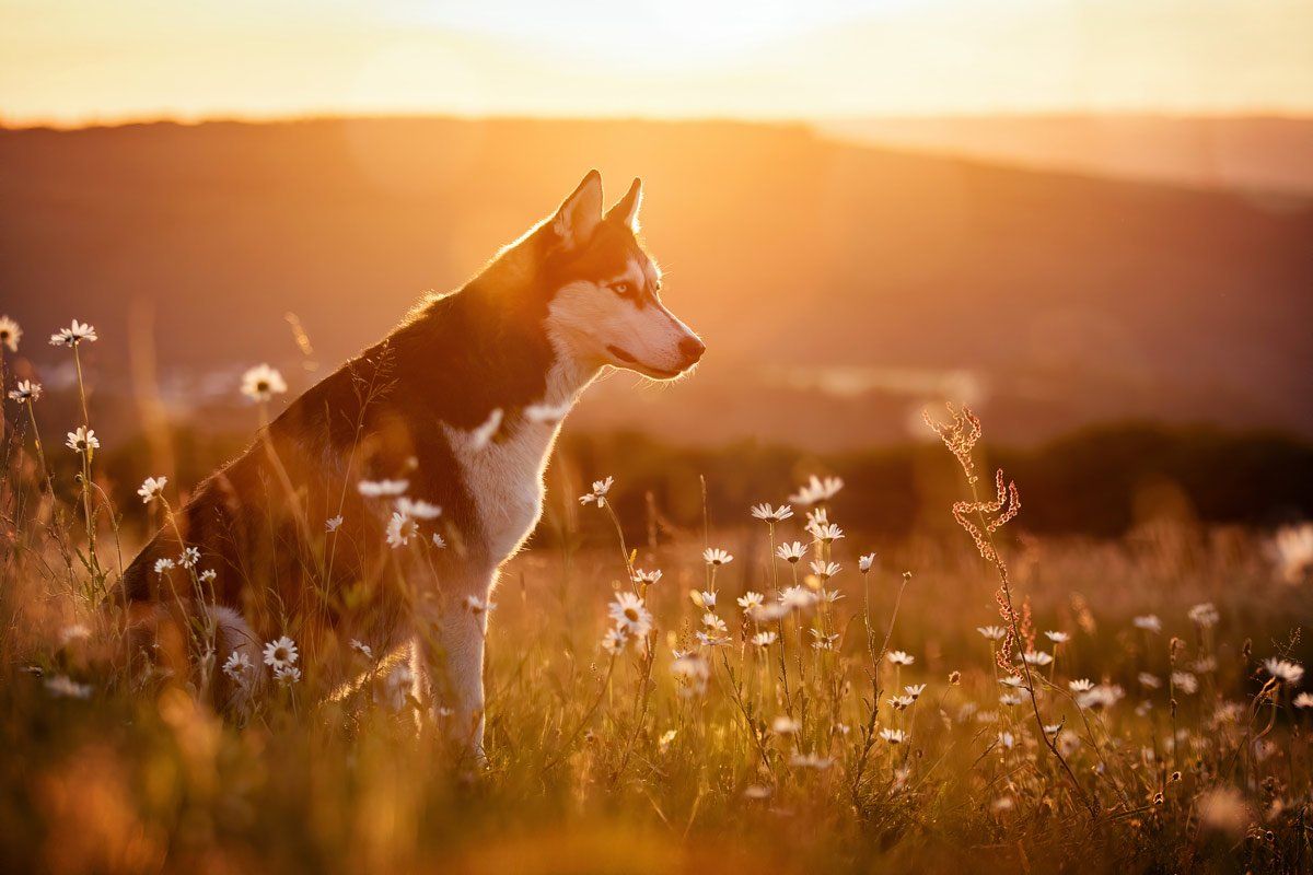 Hundefotografie Husky auf einer Blumenwiese im Sonnenuntergang