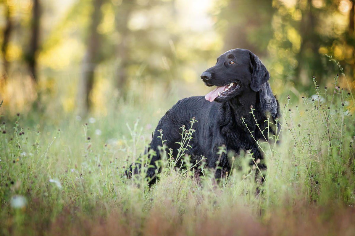 Hundefotografie Flat Coated Retriever in einer Sommerwiese im Gegenlicht