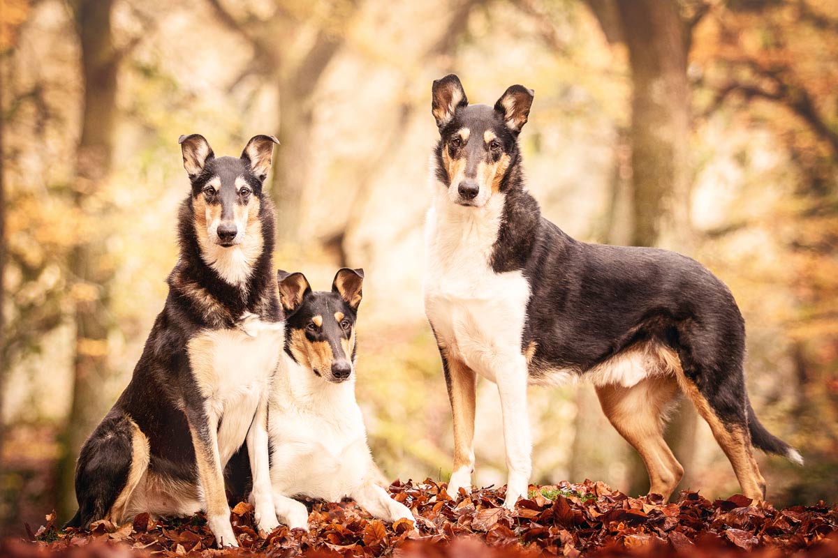 Hundefotografie drei tricolour Kurzhaarcollies im Herbstwald