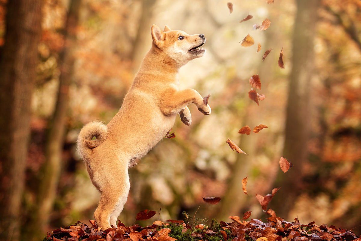 Hundefotografie Shiba Inu Welpe spielt im Herbstwald mit Blättern