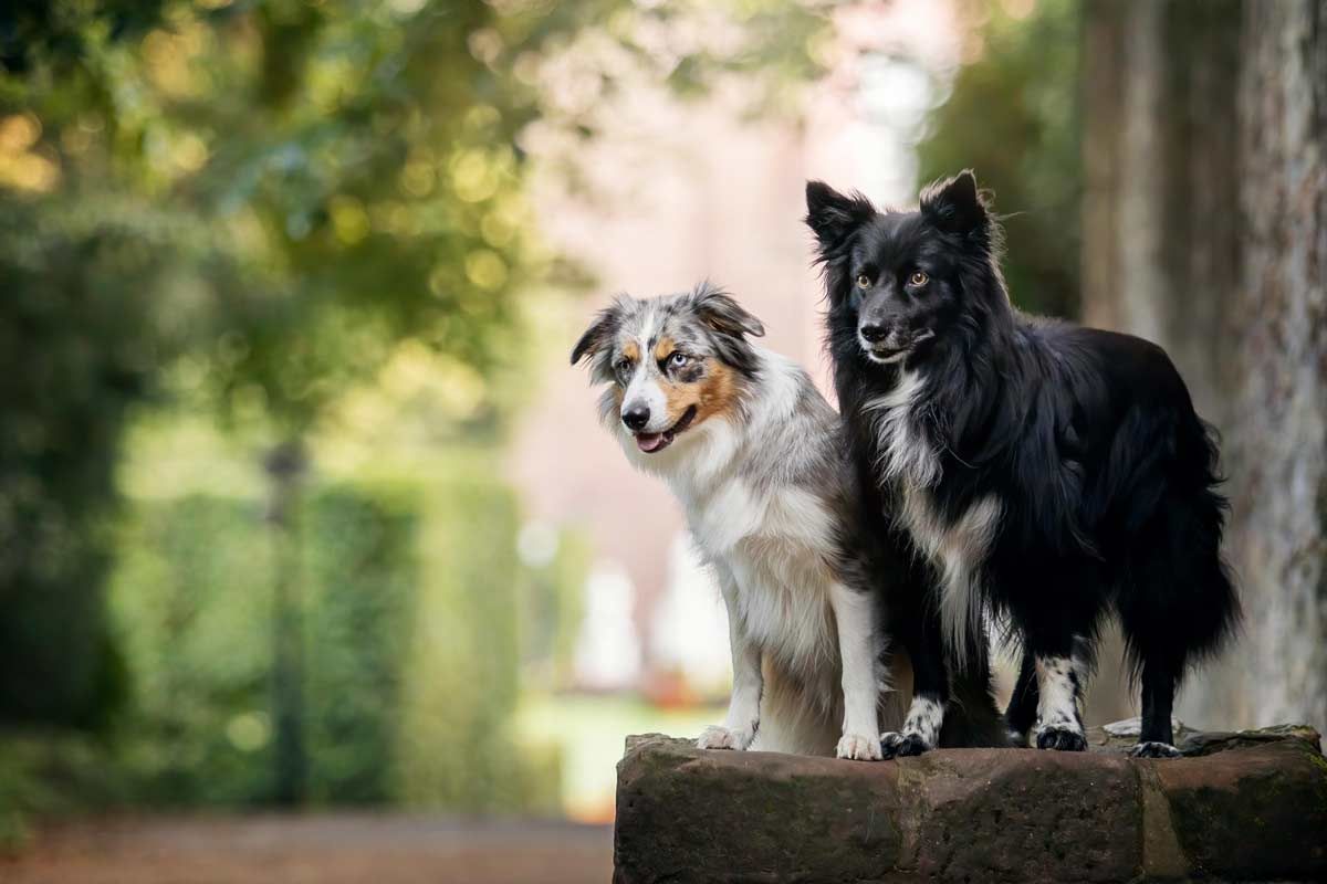 Hundefotografie Stadt Border Collies im Palastgarten Trier
